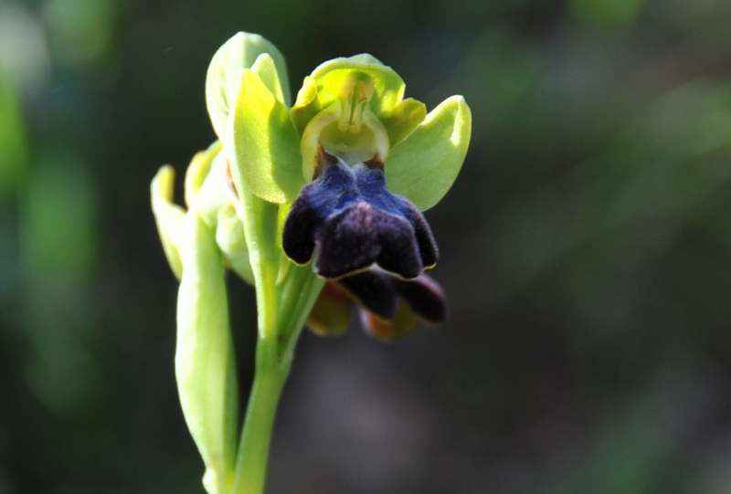 Ophrys iricolor subsp. eleonorae